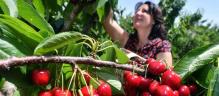 Cueillete de cerises