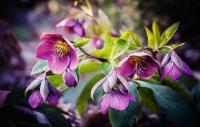 Hellebore 1
