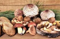 Les champignons