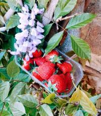 Les fraises