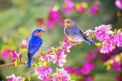Les oiseaux