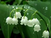 muguet-2-mai.jpg
