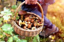 Panier de champignons