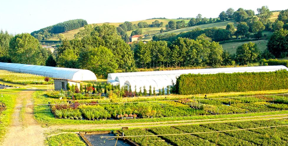 Pepinieres des fontanelles violay