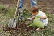 Plantation d un arbre