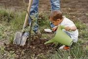 Plantation d un arbre